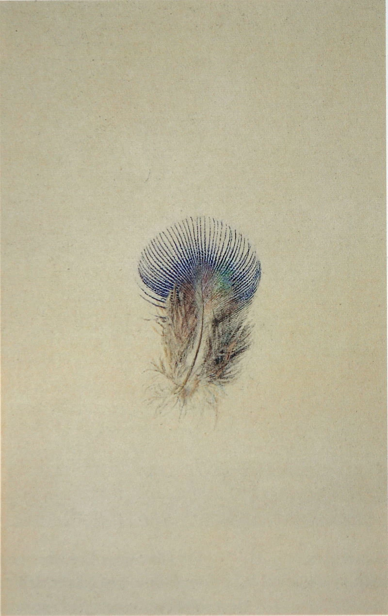 Piuma di petto di pavone, 1875